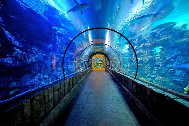 The Shark Reef Aquarium | Tourist Attraction Places To Visit In Las Vegas