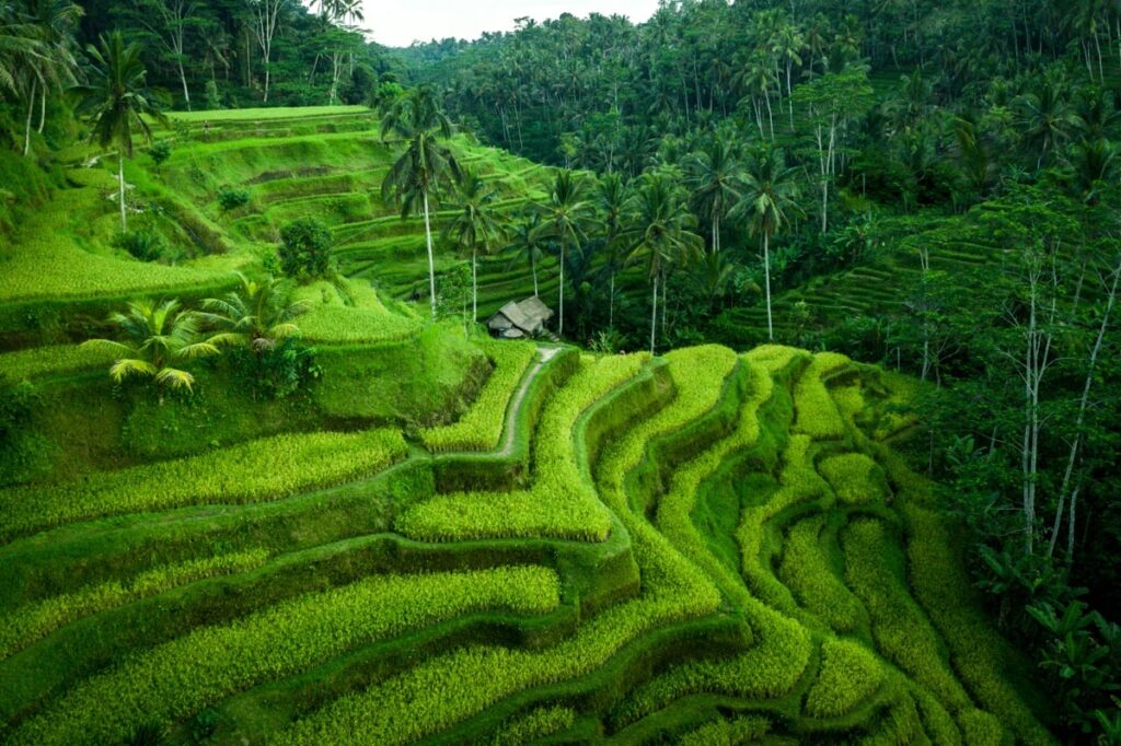 Tegallalang Rice Terraces - A complete guide